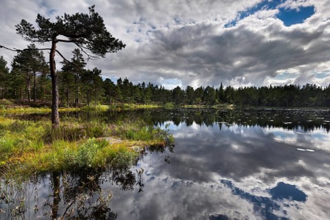 Lake at Karolinerleden