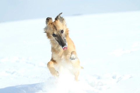 Longhaired Whippet or Silken Windsprite