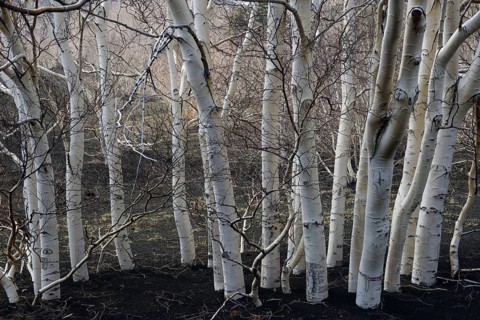 Etna Birches (Betula aetnensis)