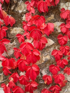 Wild Vine (Vitis vinifera) creeping on a stone wall