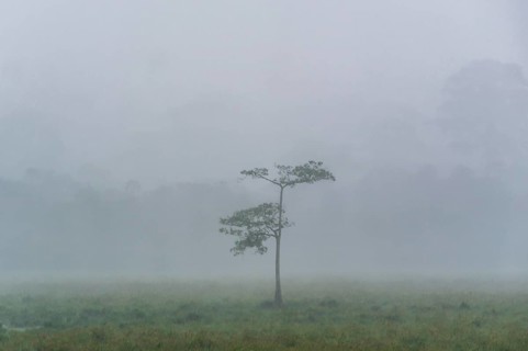 Cloudburst over a clearing in the rainforest