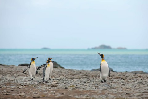 King Penguins (Aptenodytes patagonicus)