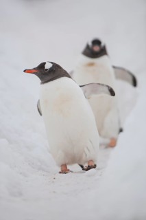 Gentoo penguins (Pygoscelis papua)
