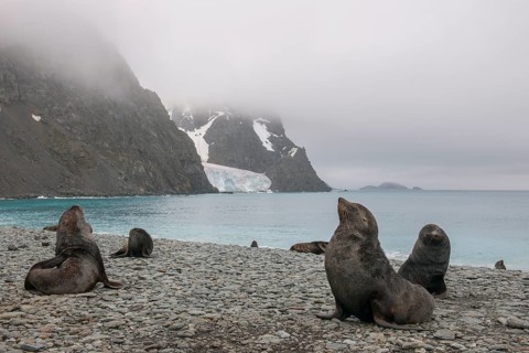 Antarctic Fur Seals (Arctocephalus gazella)