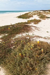 Yellow flowering Desert Broomrape plants (Cistanche deserticola) on Varandinha Beach