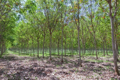 Rubber tree plantation