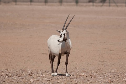 Arabian Oryx (Oryx leucoryx)