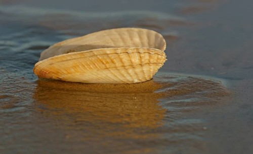 False Angel Wing or American Piddock (Petricola pholadiformis)