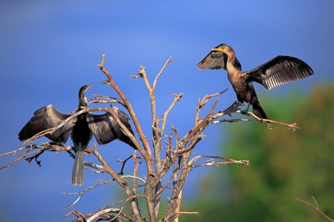 Two Double-crested Cormorants (Phalacrocorax auritus)