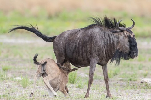 Blue Wildebeest (Connochaetes taurinus) suckling calf