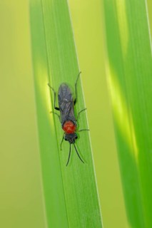Sawfly (Dolerus spec.)