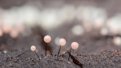 Slime Mould (Comatricha nigra) growing on wet deadwood