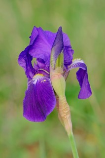 Medium Tall Bearded Iris (Iris barbata-media hybride)