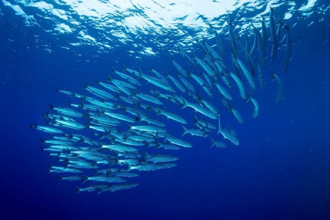 School of Blackfin Barracuda (Sphyraena qenie)