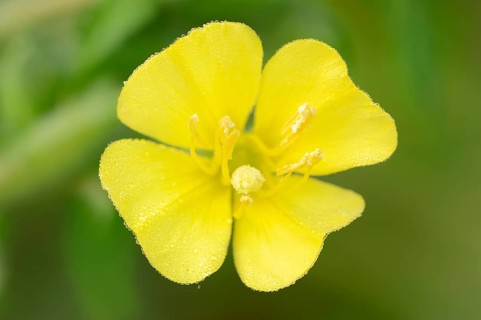 Common Evening Primrose (Oenothera biennis)
