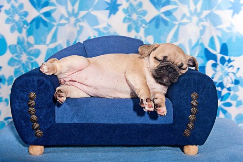 Sleeping Pug