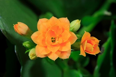 Kalanchoe or Flaming Katy (Kalanchoe blossfeldiana)