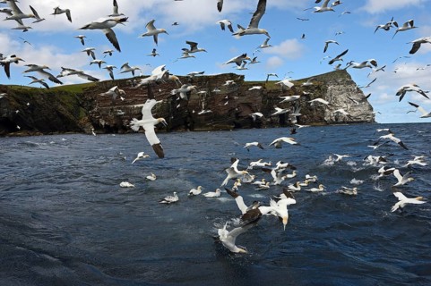 Gannets (Sula bassana) feeding on shoal of Mackerel in June