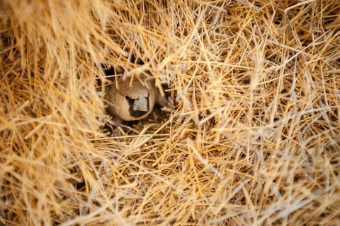 Sociable Weaver (Philetairus socius) at the entrance of its chamber