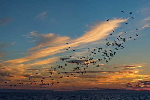 Flock of Auklets (Alcidae)
