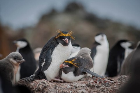 A pair of Macaroni Penguins (Eudyptes chrysolophus) breeds in a colony of Chinstrap penguins (Pygoscelis antarctica)