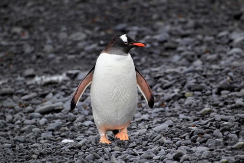 Gentoo Penguin (Pygoscelis papua)