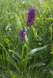 Broad-leaved Marsh Orchid (Dactylorhiza majalis)