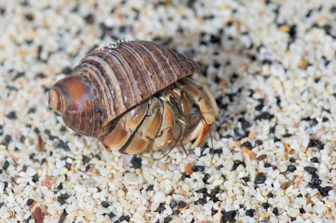 Galapagos Hermit Crab (Calcinus explorator)