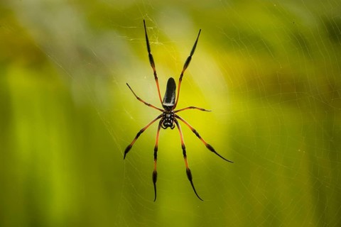 Red-legged Golden Orb-web Spider (Nephila inaurata)