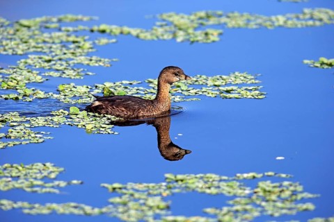 Grebe