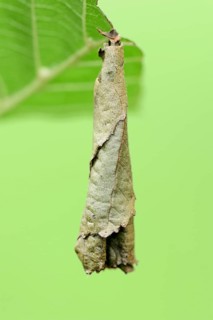 Birch Leaf Roller (Deporaus betulae