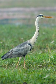 Grey Heron (Ardea cinerea)
