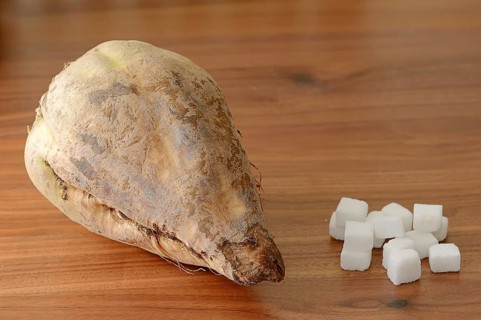 Sugar Beet (Beta vulgaris ssp. vulgaris var. altissima) and sugar cubes