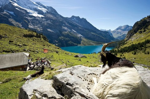 Goat and a mountain inn