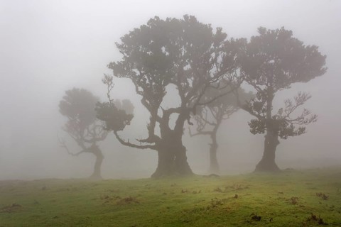 Old Bay Laurel Trees (Laurus nobilis) in the fog