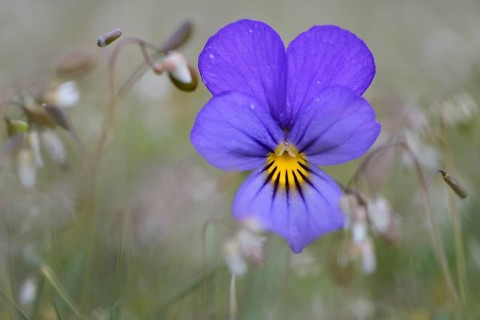 Heartsease or Wild Pansy (Viola tricolor)