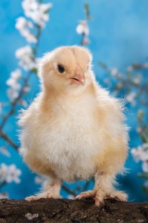 Domestic fowl chick