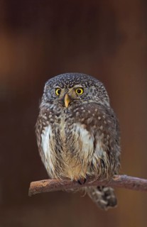 Eurasian Pygmy Owl (Glaucidium passerinum)