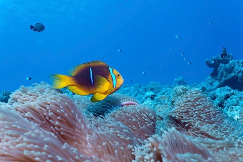 Clark's Anemonefish (Amphiprion clarkii) in a Magnificent Sea Anemone (Heteractis magnifica)