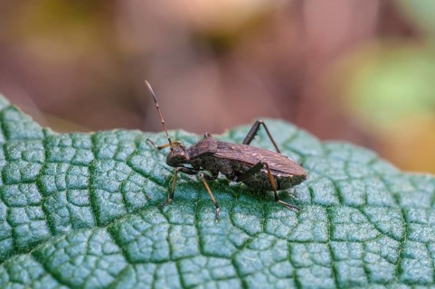 Alydus calcaratus bug (Alydus calcaratus)