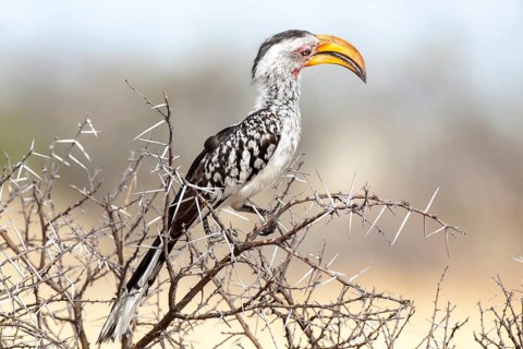 Eastern Yellow-billed Hornbill (Tockus flavirostris)