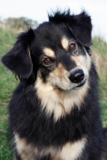Australian Shepherd mixed-breed dog