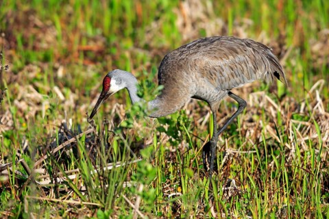 Sandhill Crane (Grus canadensis) adult
