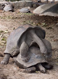 Copulating Seychelles Giant Tortoises (Aldabrachelys)