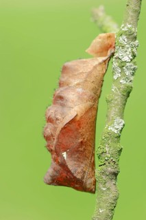 Pupa of the Pale Owl or Giant Owl butterfly (Caligo memnon)