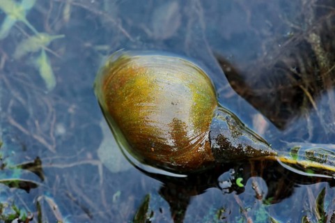 Large Pond Snail (Lymnaea stagnalis)