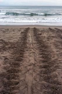 Track of a sea turtle on the beach