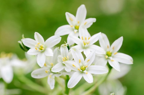 Star-of-Bethlehem (Ornithogalum umbellatum)