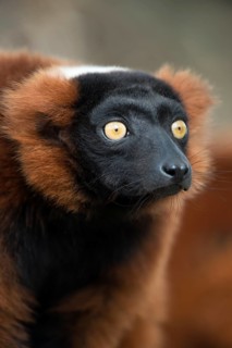 Red Ruffed Lemur (Varecia rubra)