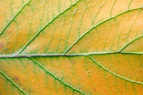 Red Osier Dogwood (Cornus sericea